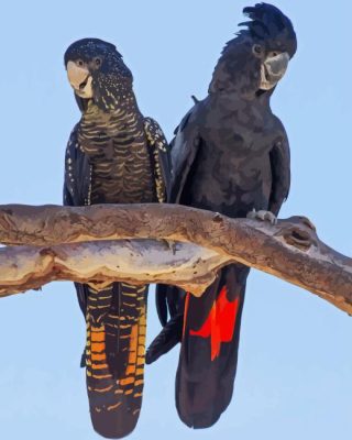 Red Tailed Black Cockatoo Paint By Number