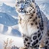 Snow Leopard Animal paint by number