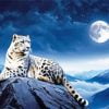 Snow Leopard On Mountain paint by number