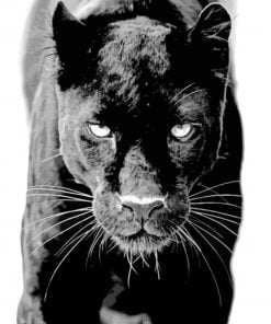 Black Panther in Karnataka Paint By Number