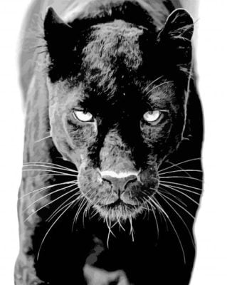 Black Panther in Karnataka Paint By Number