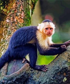 The Capuchin Monkey Paint By Number