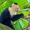The Capuchin Monkey Paint By Number