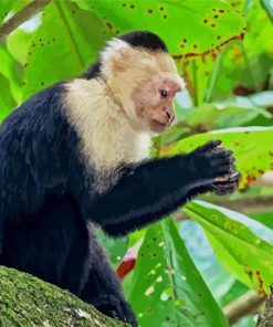 The Capuchin Monkey Paint By Number