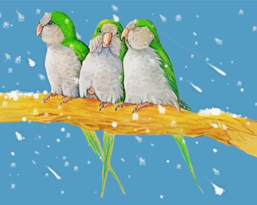 Three Quaker Parrots Paint By Number