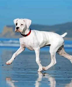 White Boxer Dog Paint By Number