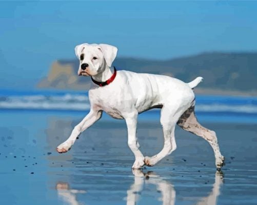White Boxer Dog Paint By Number