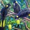 Black Cockatoos Paint By Number