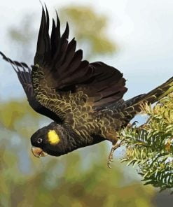 Yellow Tailed Black Cockatoo Paint By Number