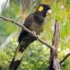 Yellow Tailed Black Cockatoo Paint By Number