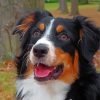 Tri Australian Shepherd Paint By Number
