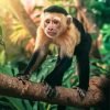 Cute Capuchin Monkey Paint By Number