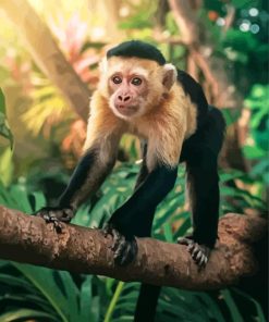 Cute Capuchin Monkey Paint By Number