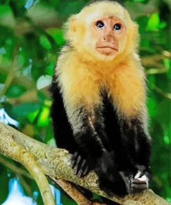 Adorable Capuchin Monkey Paint By Number