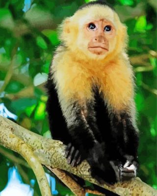 Adorable Capuchin Monkey Paint By Number
