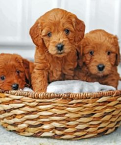 Goldendoodle Puppies In Basket Paint By Numbers
