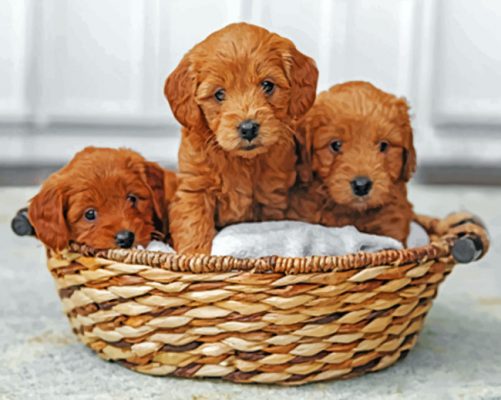 Goldendoodle Puppies In Basket Paint By Numbers