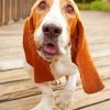 Brown Basset Hound Dog Paint By Number