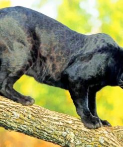 Black Panther Tiger Paint By Number