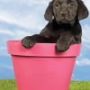 Cute Black Labrador Retriever Paint By Number