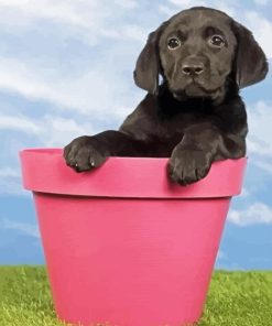 Cute Black Labrador Retriever Paint By Number