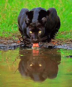Black Panther in Karnataka Paint By Number