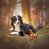 Black Tri Australian Shepherd Paint By Number