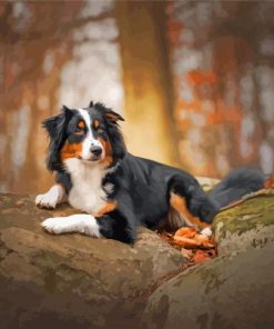 Black Tri Australian Shepherd Paint By Number