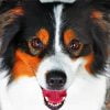 Australian Shepherd Face Paint By Number