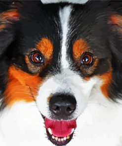 Australian Shepherd Face Paint By Number