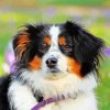 Black Tri Australian Shepherd Puppy Paint By Number