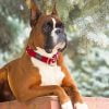 Boxer Dog Paint By Number