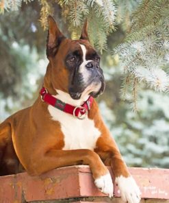 Boxer Dog Paint By Number