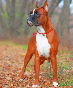 Boxer Dog In Forest Animal Paint By Number