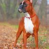 Boxer Dog In Forest Paint By Numbe