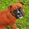 Boxer Dog Puppy Paint By Number