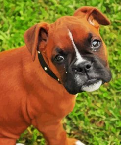 Boxer Dog Puppy Paint By Number