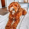 Brown Goldendoodle Paint By Numbers