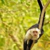 Capuchin Monkey Animal Paint By Number