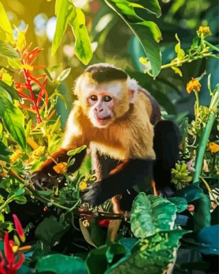 Little Capuchin Monkey Paint By Number