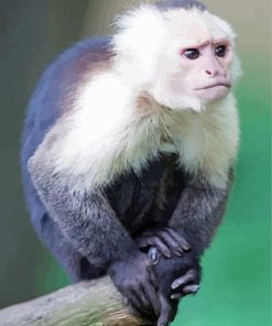 Capuchin Monkey Animal Paint By Number