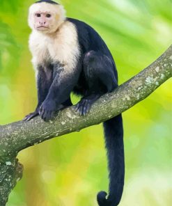 Capuchin Monkey Paint By Number