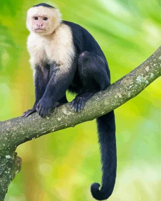 Capuchin Monkey Paint By Number