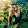 Lonely Capuchin Monkey Paint By Number