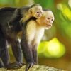 Capuchin Monkeys Paint By Number