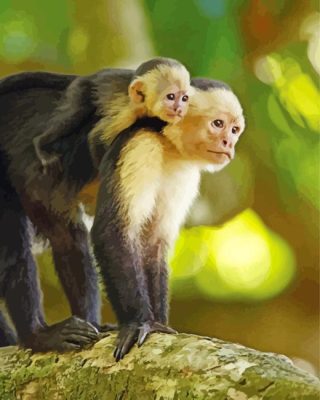 Capuchin Monkeys Paint By Number