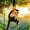 Cool Capuchin Monkey Paint By Number