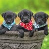 Black Labrador Retrievers Paint By Number