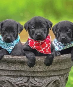 Black Labrador Retrievers Paint By Number