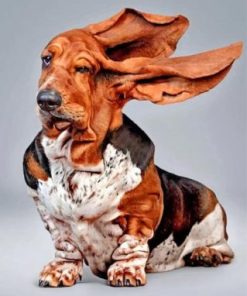 Funny Basset Hound Paint By Numbe
